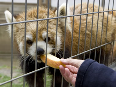 茶臼山動物園